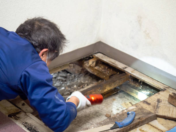 Best Professional Mold Removal  in Gantt, SC