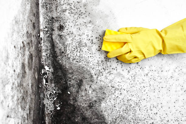 Best Toxic Mold Removal  in Gantt, SC