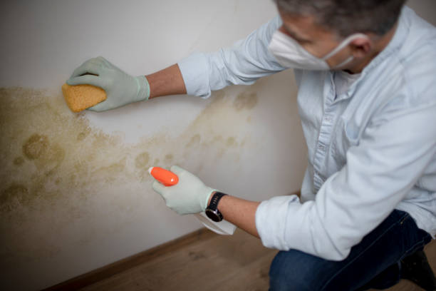 Best Black Mold Removal  in Gantt, SC