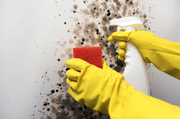 Best Certified Mold Removal  in Gantt, SC