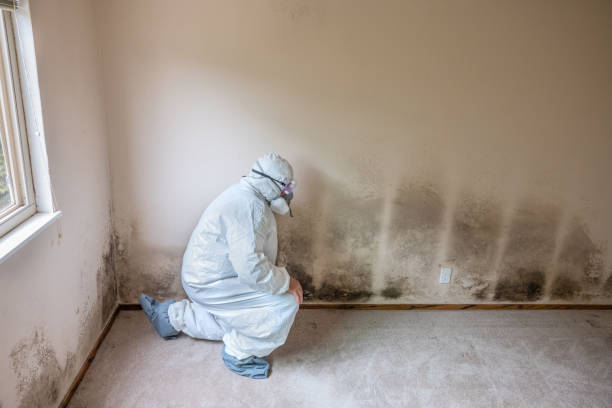 Office Mold Removal Services in Gantt, SC
