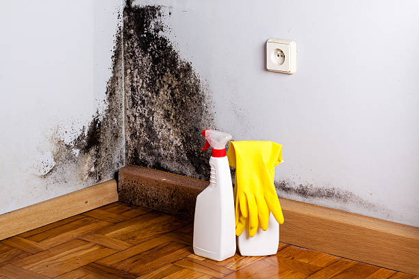 Mold Removal and Inspection in Gantt, SC