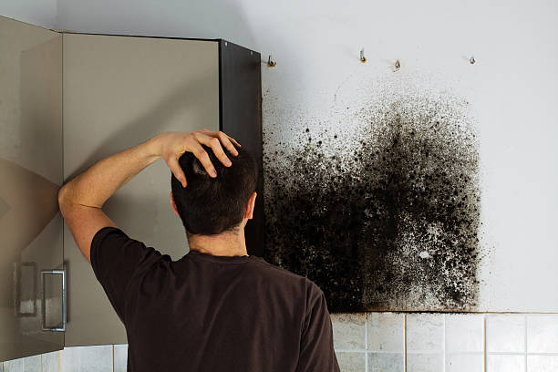 Best Certified Mold Removal  in Gantt, SC