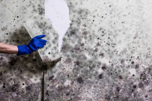 Best Black Mold Removal  in Gantt, SC