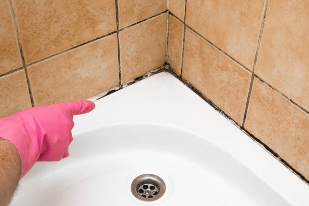 Best Office Mold Removal Services  in Gantt, SC